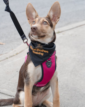 DOGGO BANDANNA