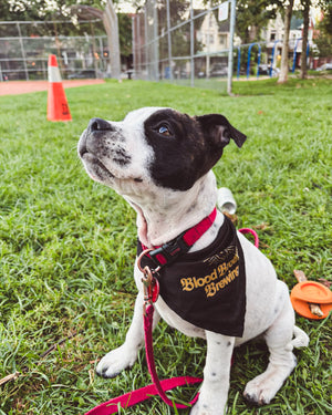 DOGGO BANDANNA