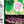 PARADISE LOST - SOURSOP LYCHEE - 473 ML TALL CAN