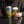 FATHER OF THE SUN 7 - 473 ML TALL CAN